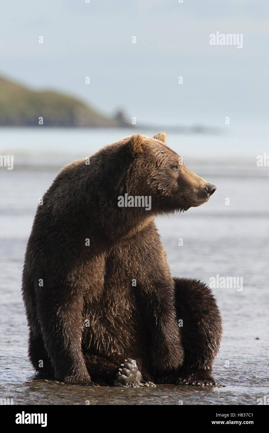 Grizzly Bear (Ursus arctos horribilis), Katmai National Park, Alaska