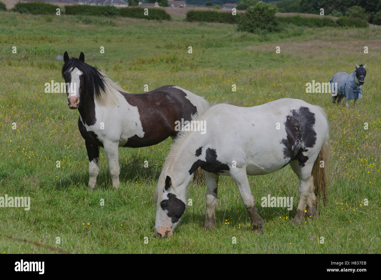 Horses in a field piebald Stock Photo