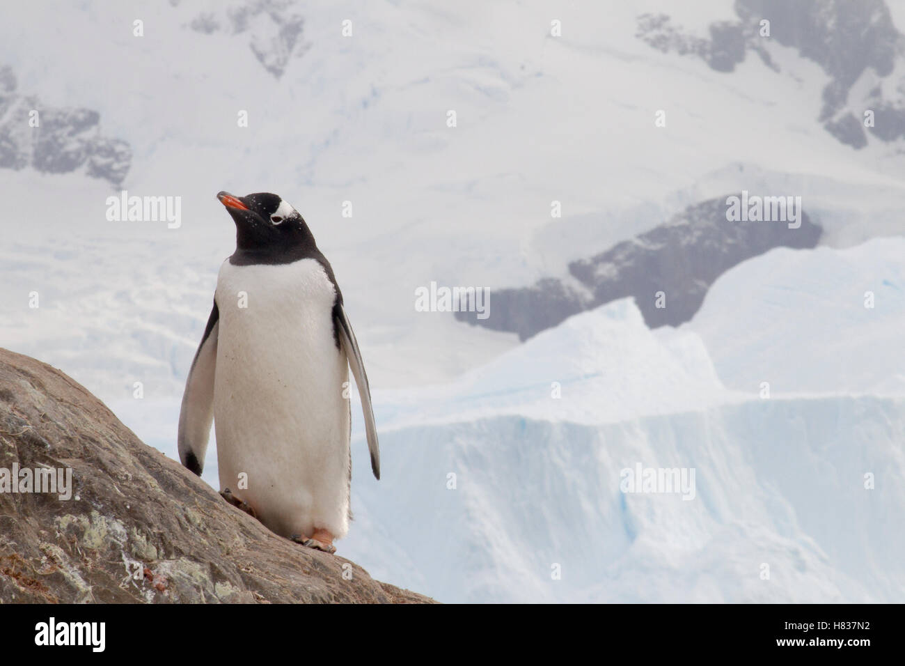 Gentoo Penguin (Pygoscelis papua), Neko Harbor, Antarctic Peninsula
