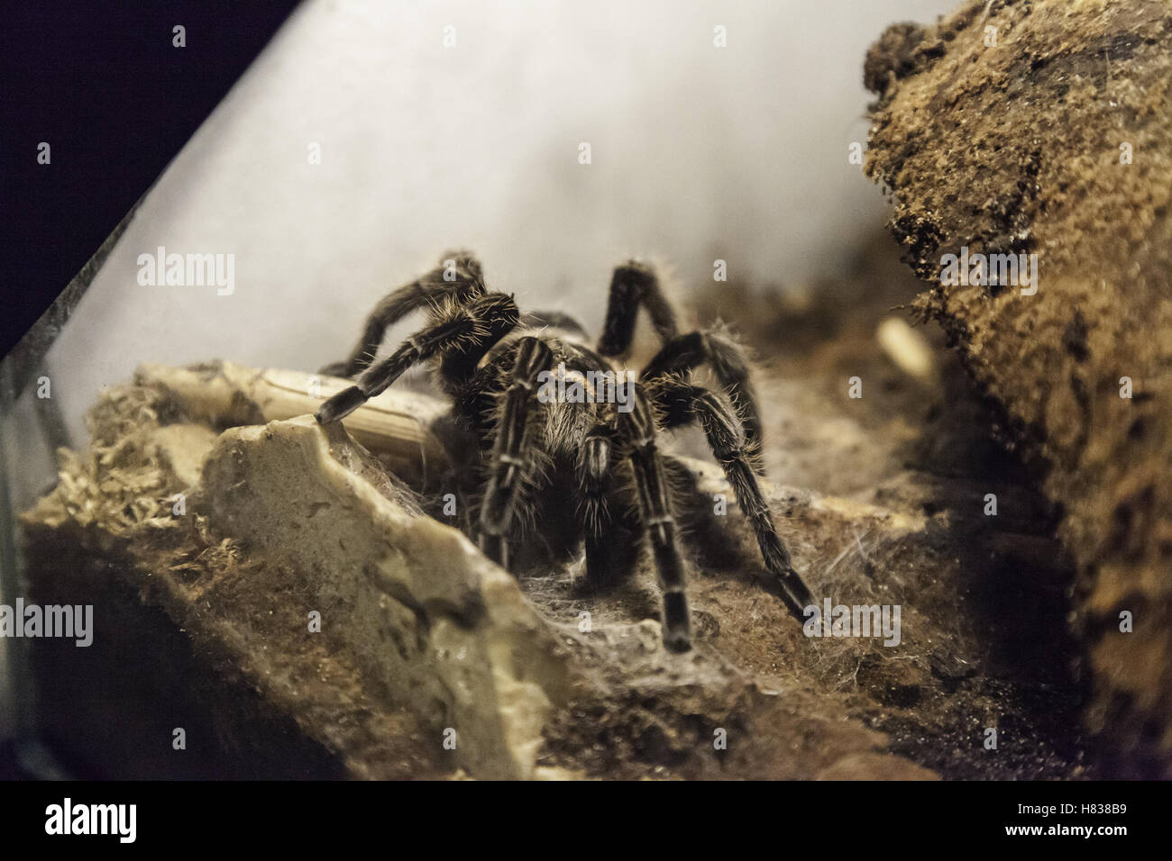 Poisonous and dangerous spider in terrarium, nature Stock Photo