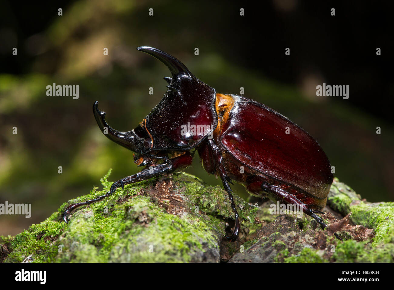 Centaurus Beetle (Augosoma centaurus), Odzala-Kokoua National Park ...