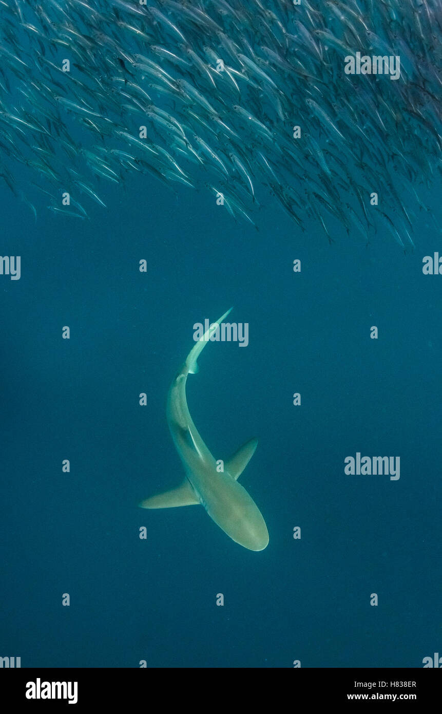 Bronze Whaler Shark (Carcharhinus brachyurus) hunting Pacific Sardines