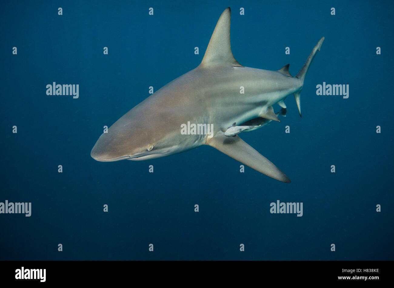 Black-tip Shark (Carcharhinus limbatus) and Remora (Remora remora