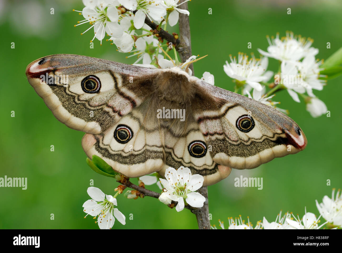 Small Emperor Moth (Saturnia pavonia) female, Switzerland Stock Photo ...