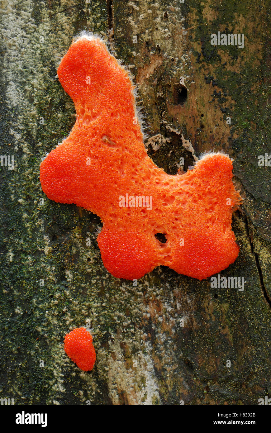 Plasmodial Slime Mold (Tubifera ferruginosa), Black Forest, Germany Stock Photo