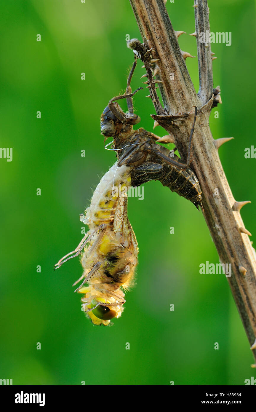 Four-spotted Chaser (Libellula quadrimaculata) dragonfly nymph hatching