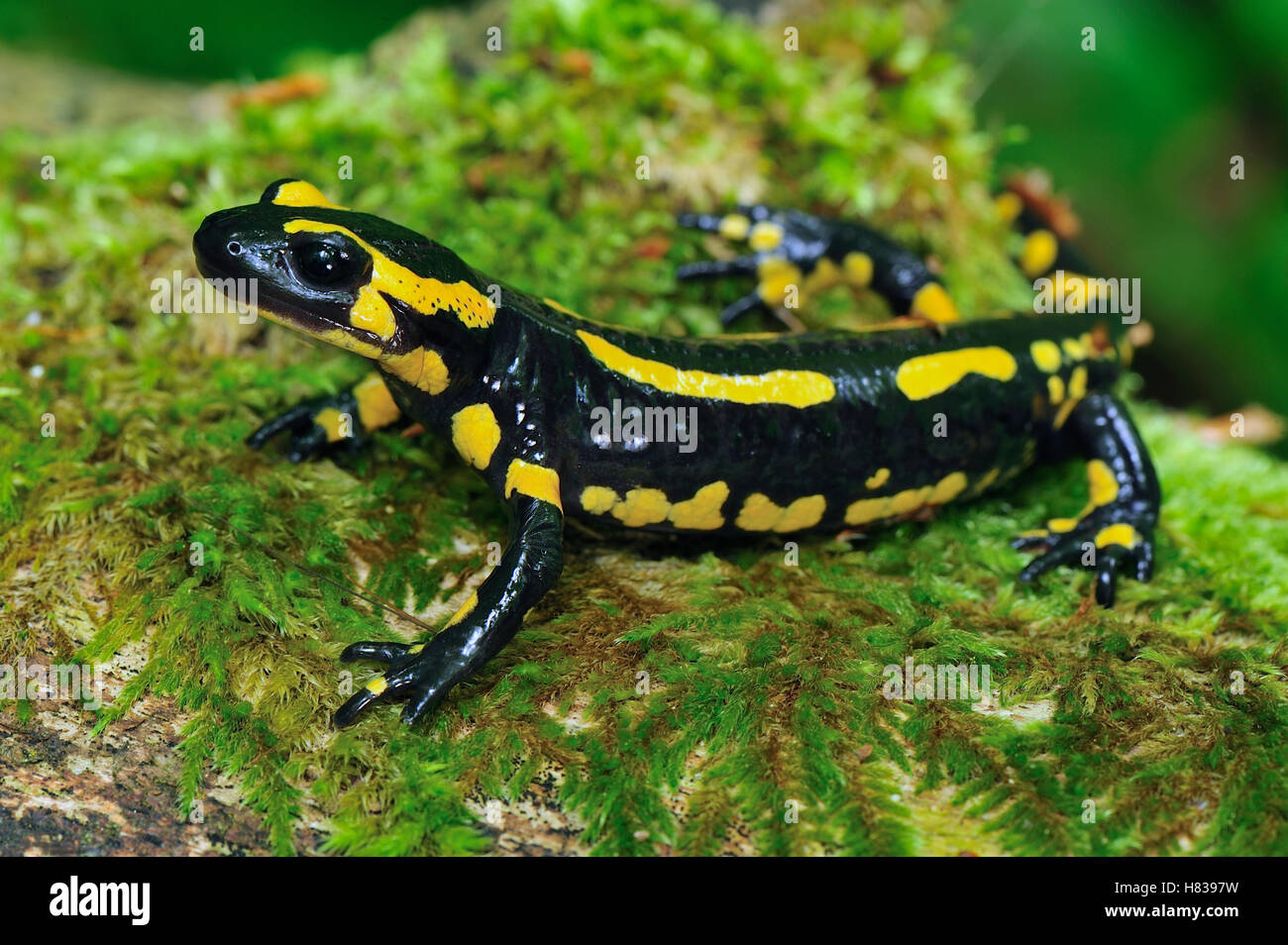 Fire Salamander (Salamandra salamandra), Switzerland Stock Photo Alamy