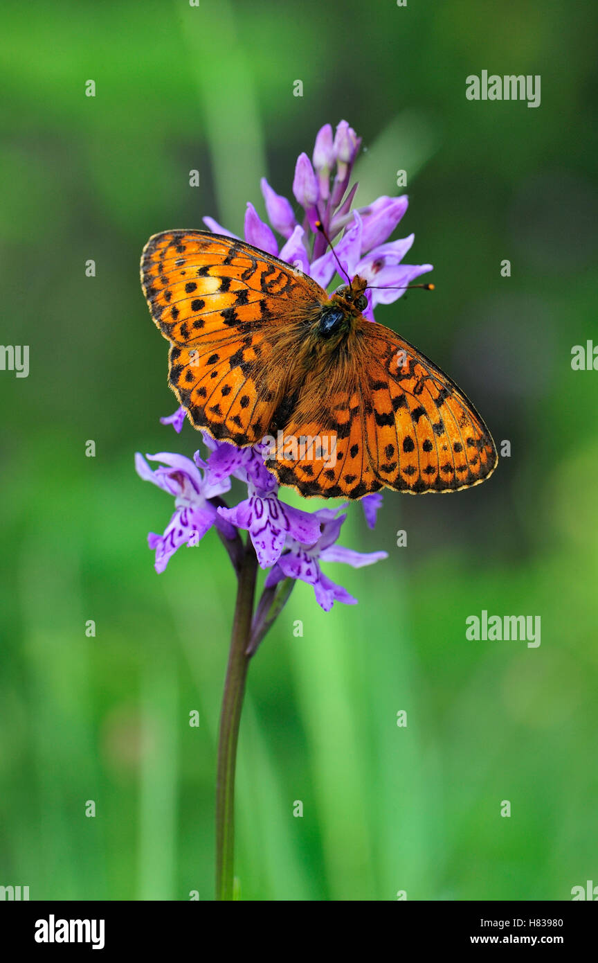 Lesser Marbled Fritillary (Brenthis ino) butterfly on an orchid, Switzerland Stock Photo