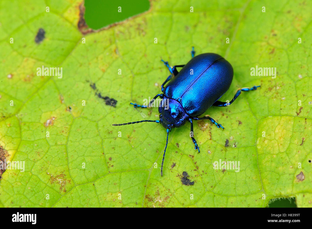 Leaf Beetle (Oreina cacaliae), Switzerland Stock Photo - Alamy