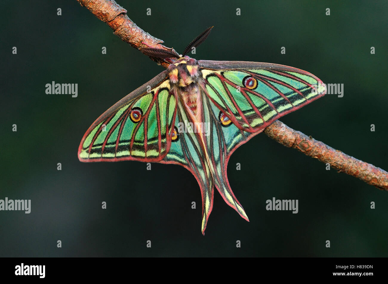 Spanish Moon Moth (Graellsia isabellae) male, Switzerland Stock