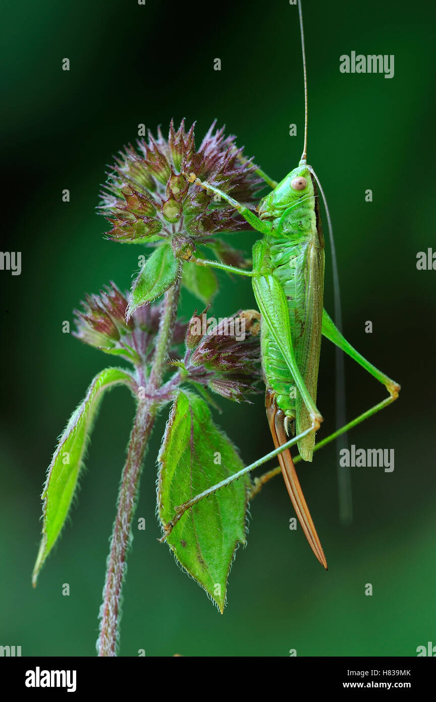 Longwinged Conehead (Conocephalus discolor) female, Switzerland Stock