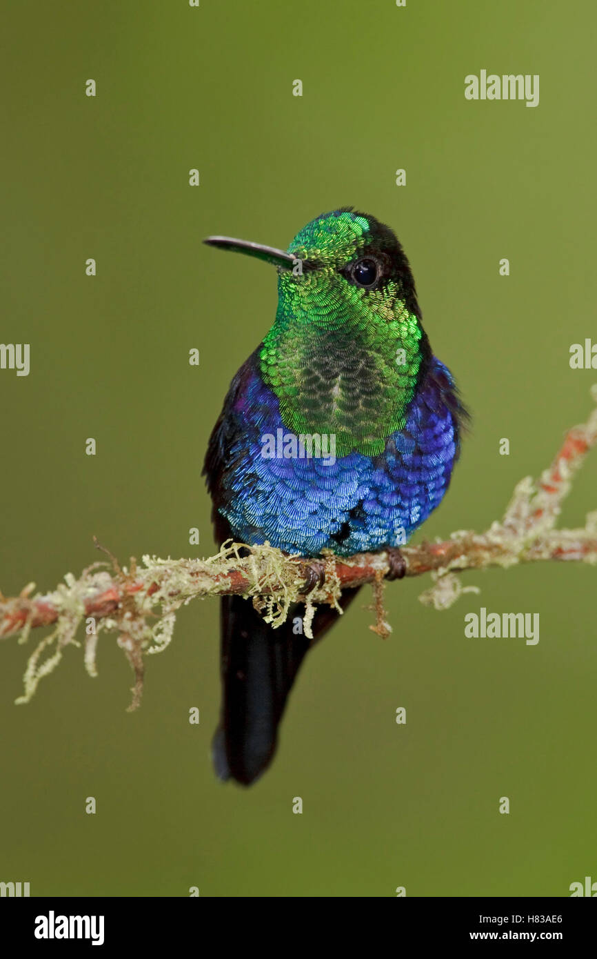 Green-crowned Woodnymph (Thalurania fannyi), Ecuador Stock Photo - Alamy
