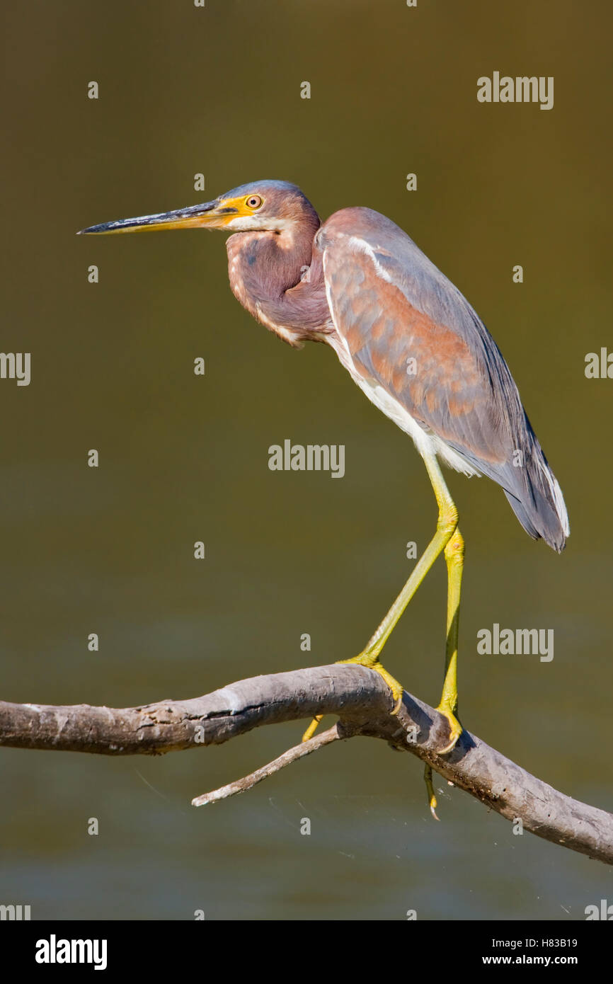 Tricolored Heron (Egretta tricolor), Texas Stock Photo Alamy