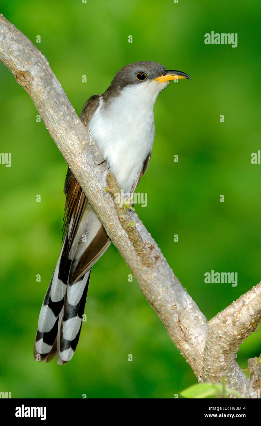 Yellow-billed Cuckoo (Coccyzus americanus), Texas Stock Photo