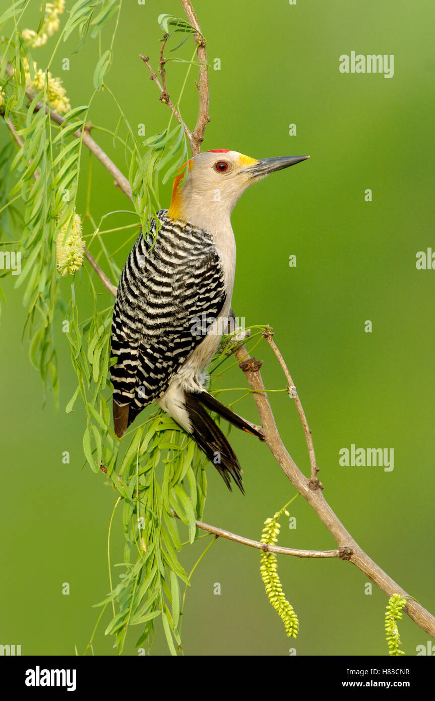 Golden-fronted Woodpecker (Melanerpes aurifrons) male, Texas Stock