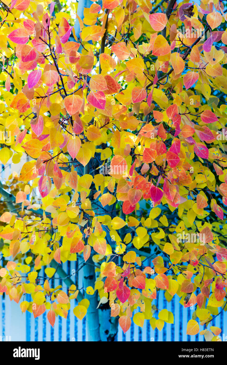 Aspen tree leaves in autumn color Stock Photo