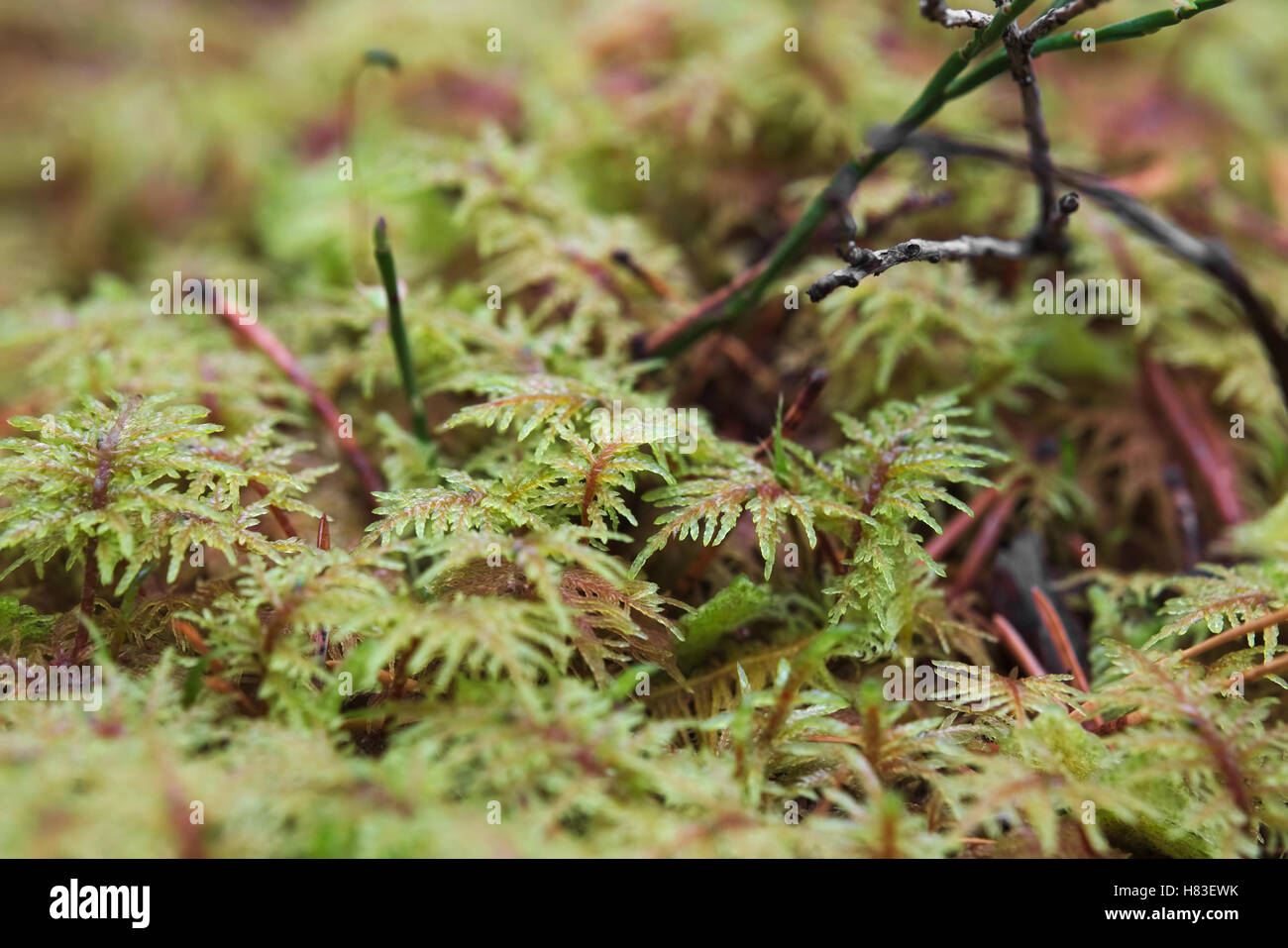 Macro shot of stairstep moss (Hylocomium splendens). Stock Photo