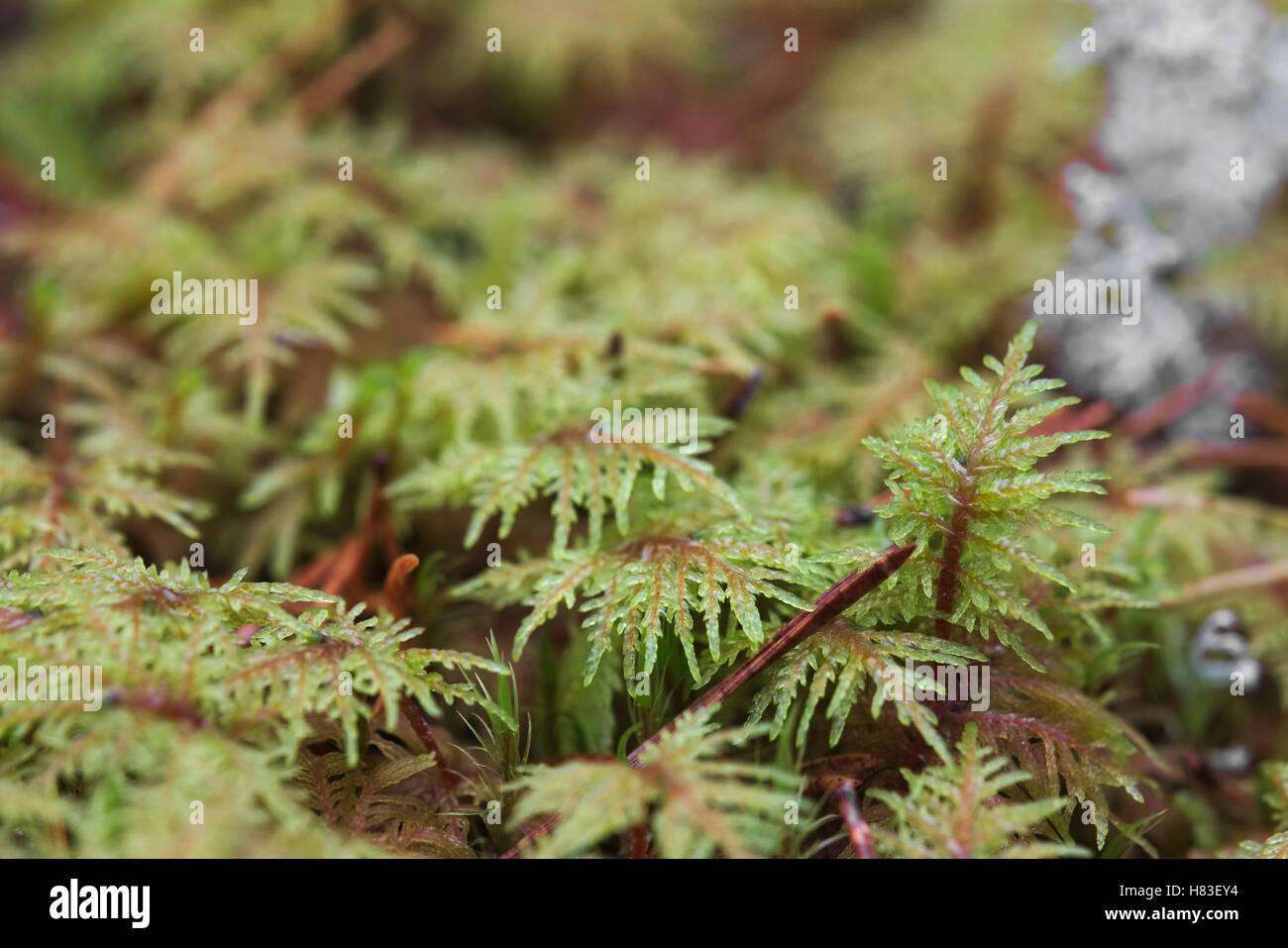 Macro shot of stairstep moss (Hylocomium splendens). Stock Photo