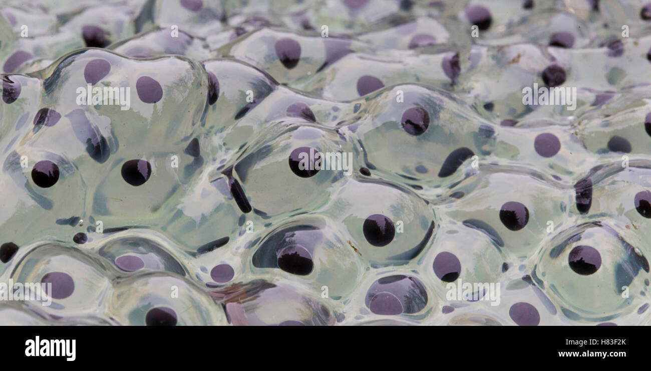Common Frog (Rana temporaria) spawn, Utrechtse Heuvelrug National Park