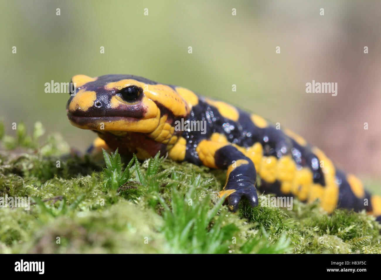 Fire Salamander (Salamandra salamandra), Osnabruck, Germany Stock Photo