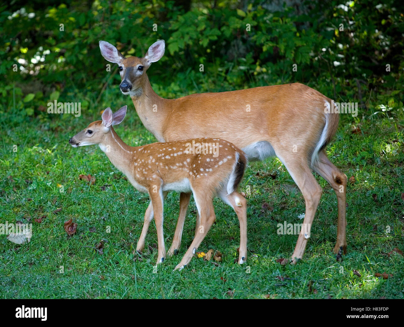 Fawn and its doe out near the forest just after sunrise Stock Photo