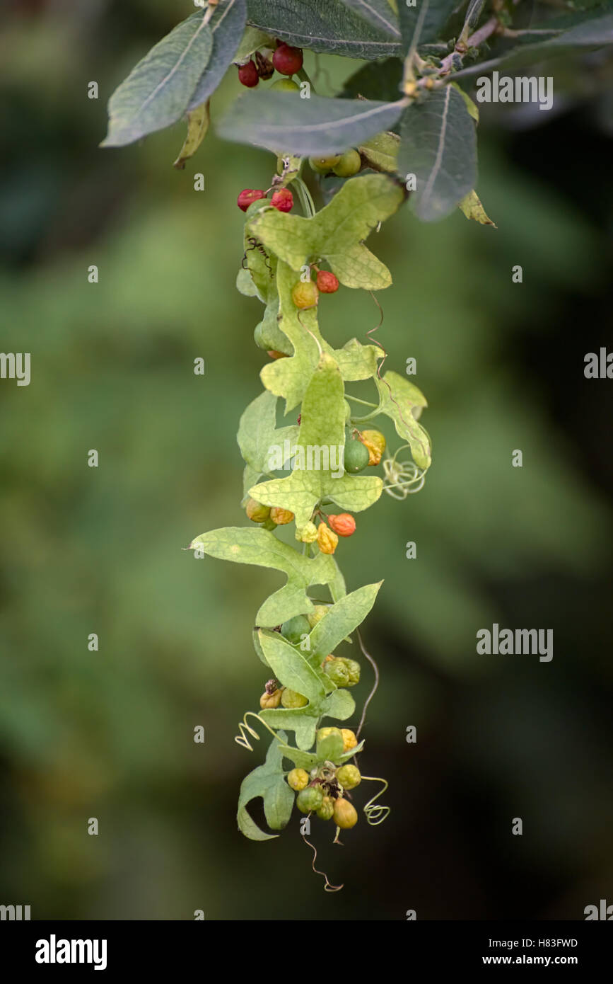 Rough bindweed (Smilax aspera) with fruits and leaves. Stock Photo
