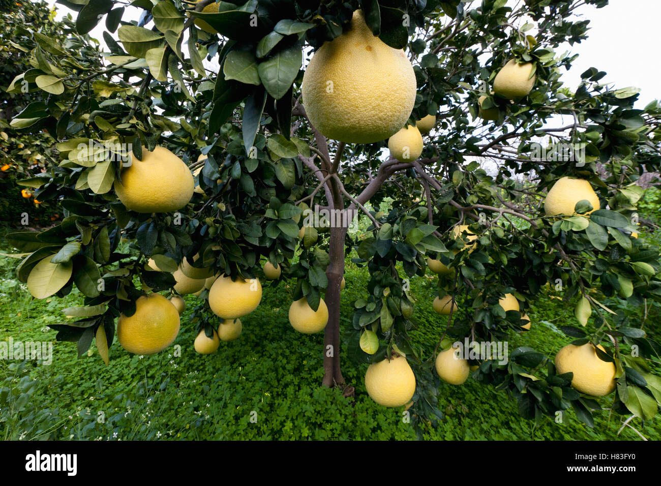 Grapefruit (Citrus x paradisi) fruit, Cyprus Stock Photo Alamy