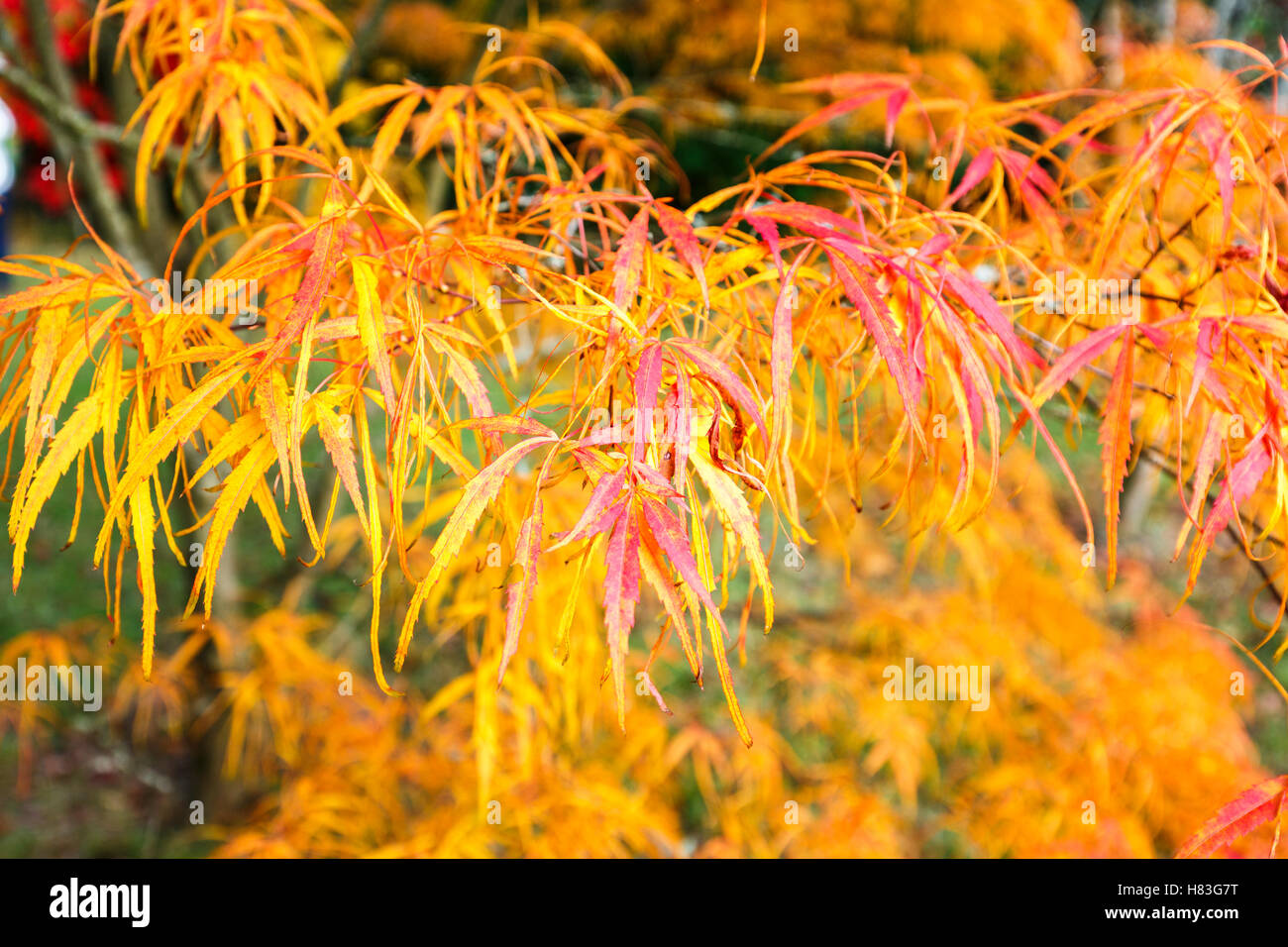 Japanese maple hi-res stock photography and images - Alamy