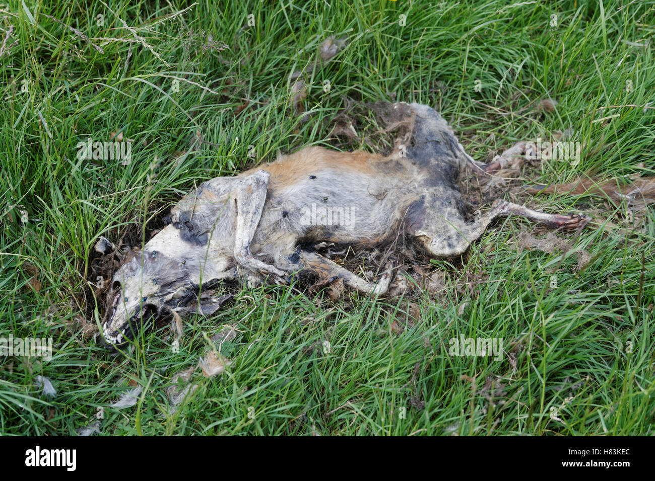 dead decomposing fox in green field Stock Photo