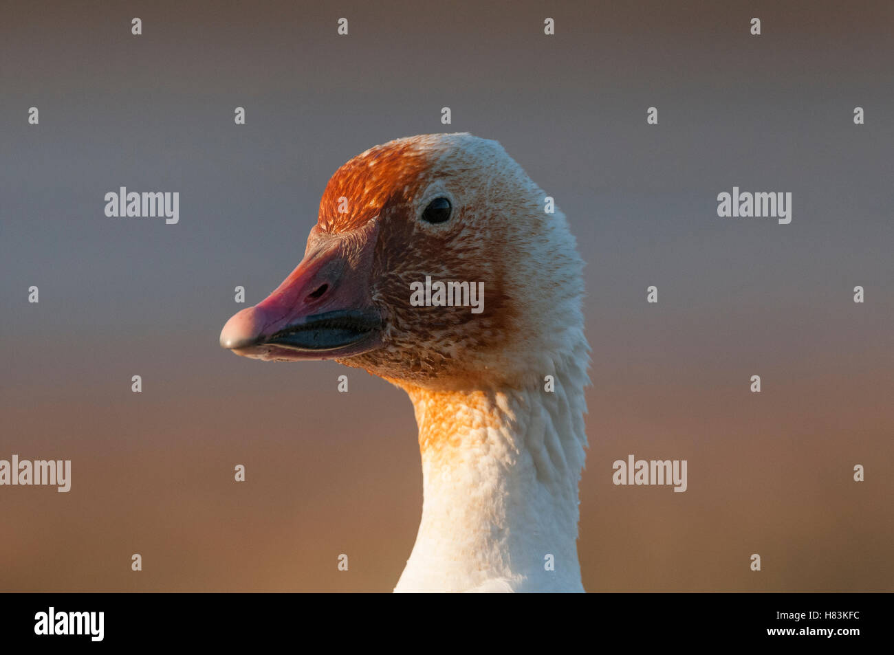 Snow Goose (Chen caerulescens) with head stained by soil minerals