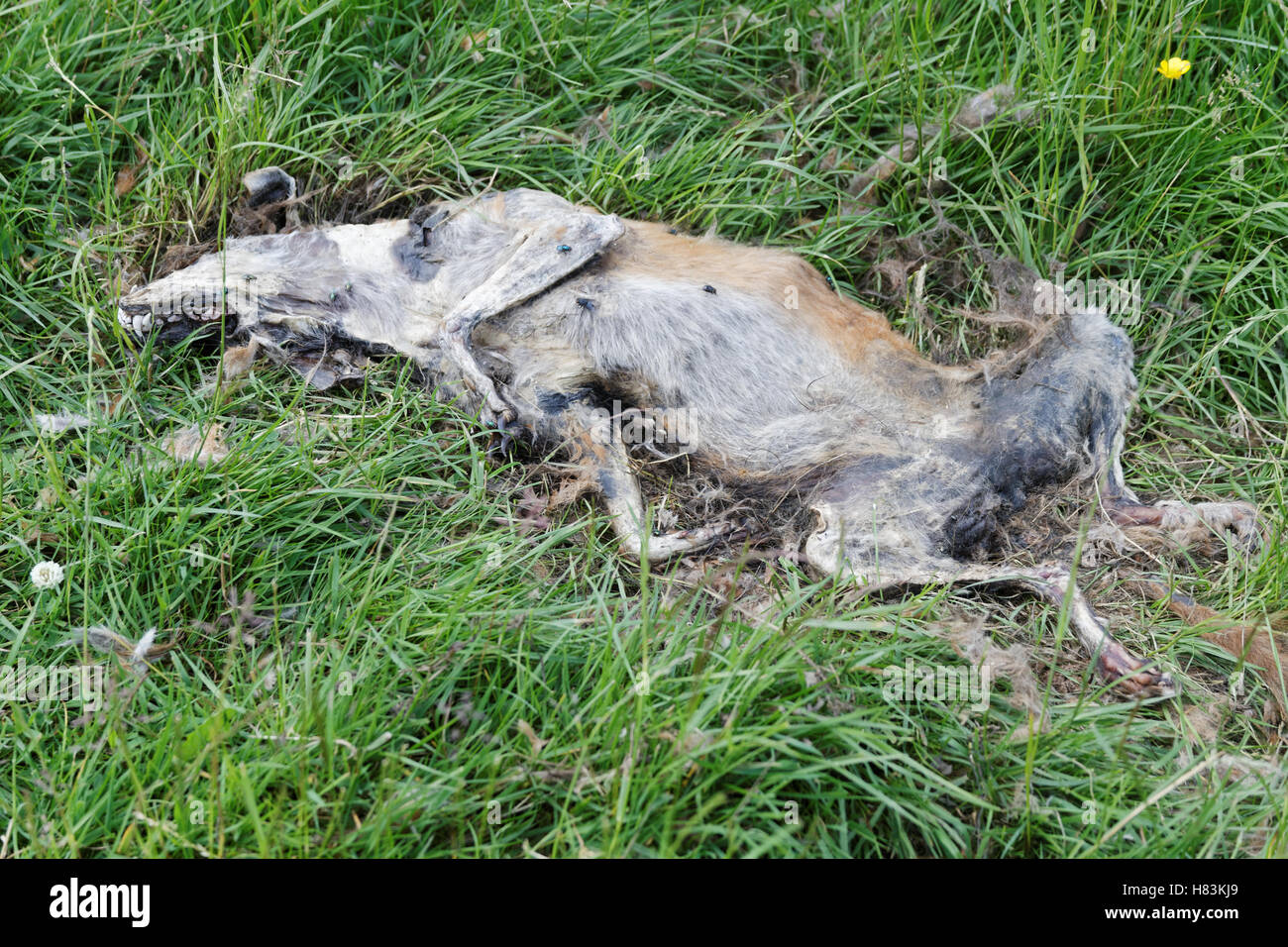 dead decomposing fox in green field Stock Photo