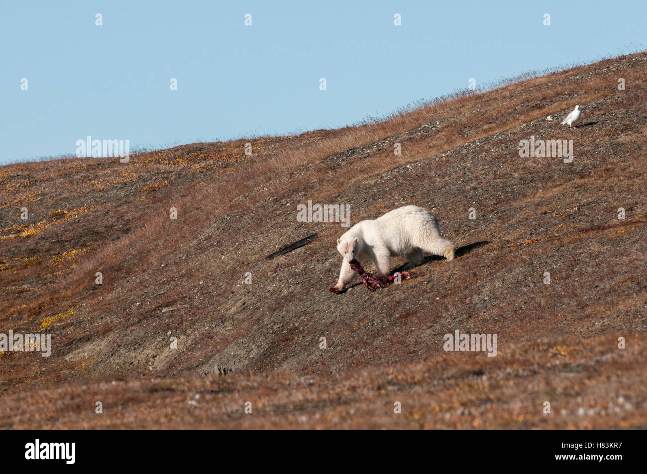 Polar Bear (Ursus maritimus) dragging a carcass down a hill, Wrangel