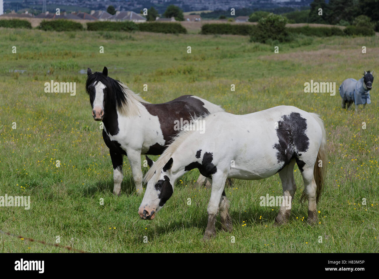 Horses in a field piebald Stock Photo