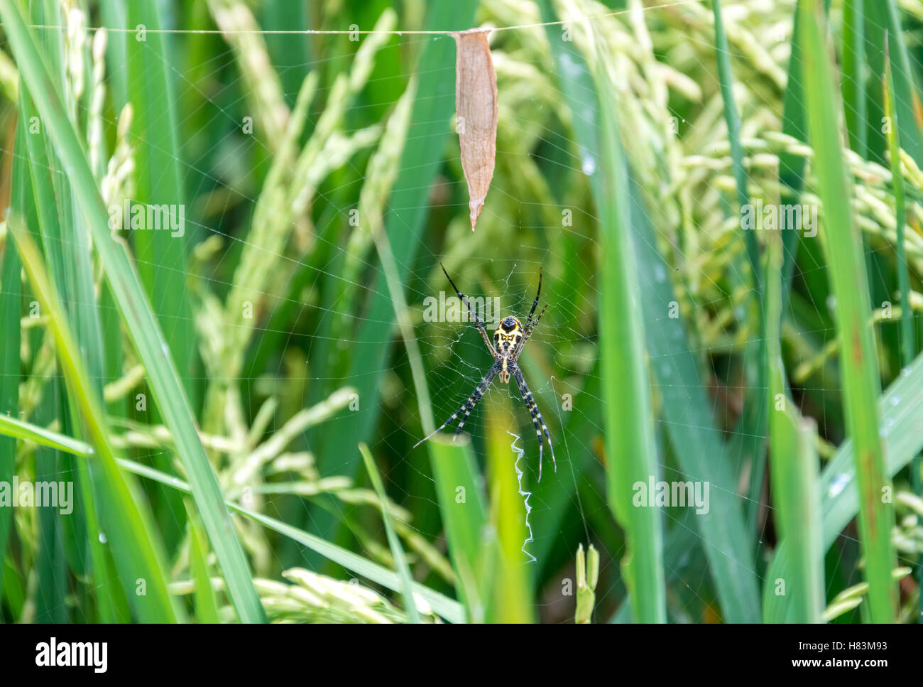 Big spider on a web on Bali rice fields Stock Photo
