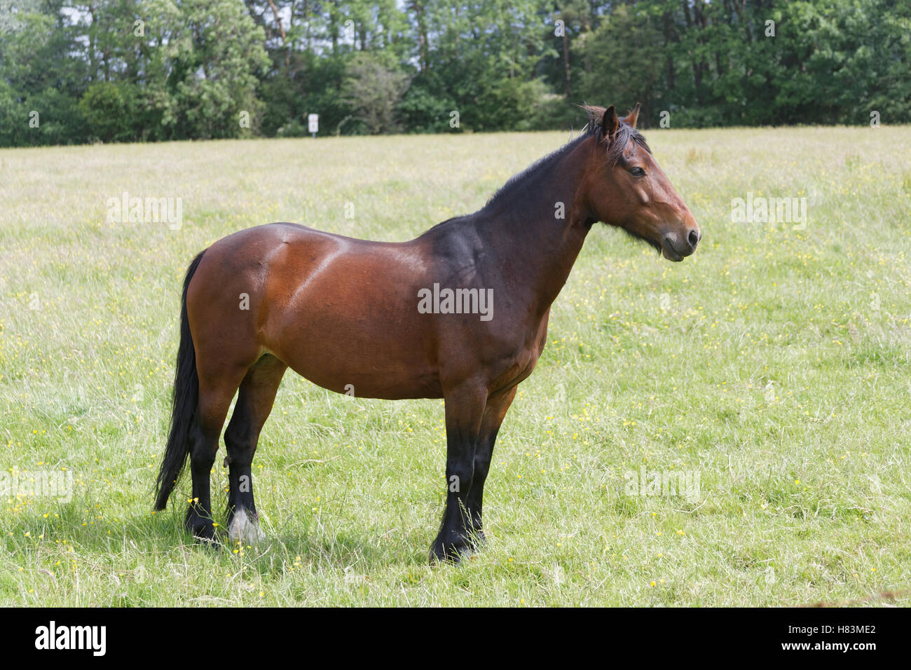 Horse in a field chestnut Stock Photo