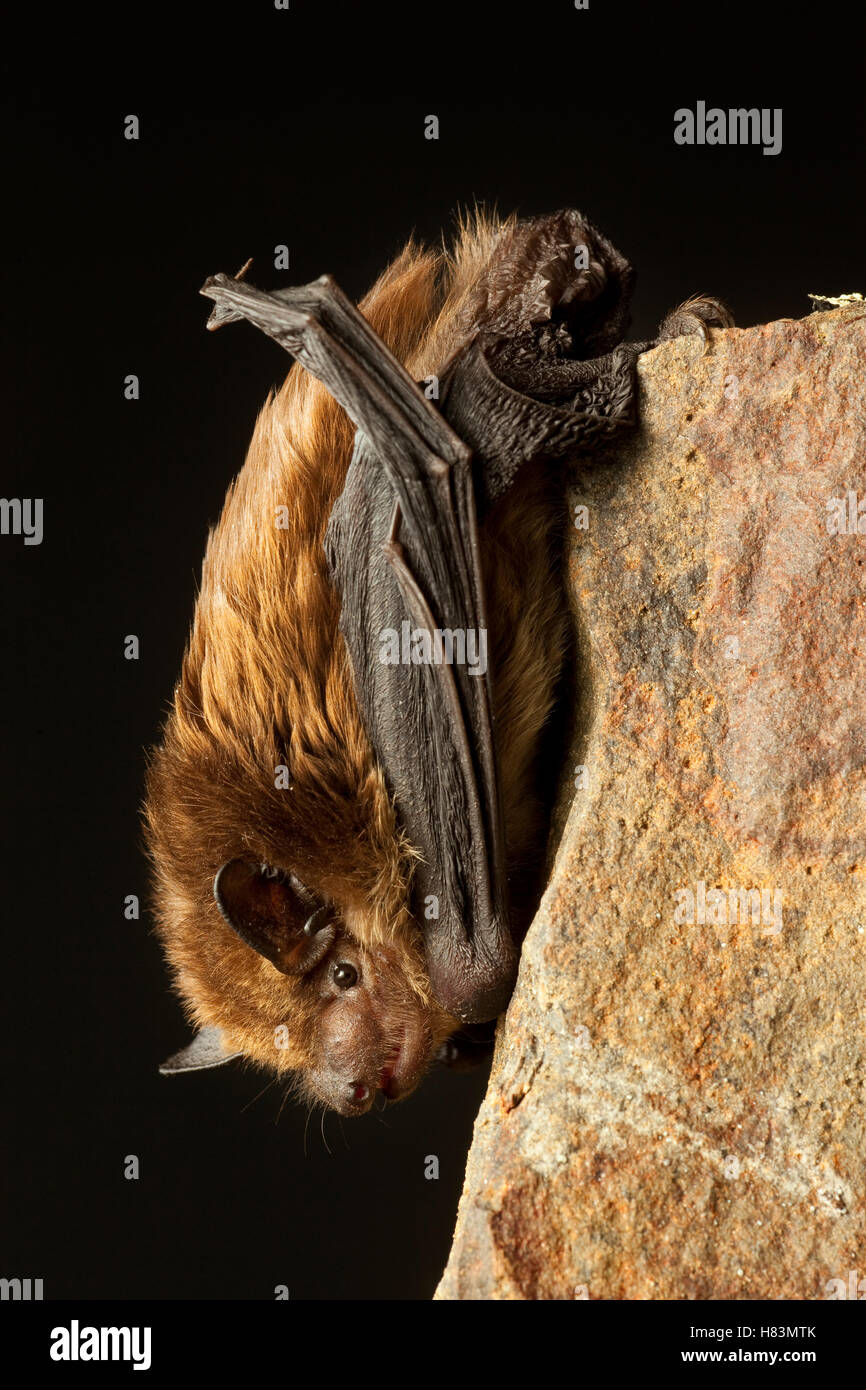 Big Brown Bat (Eptesicus fuscus) roosting, central Washington Stock