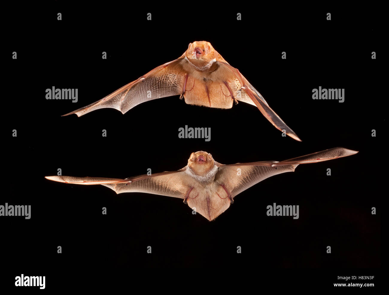 Eastern Red Bat (Lasiurus borealis) male and female flying, Conasauga