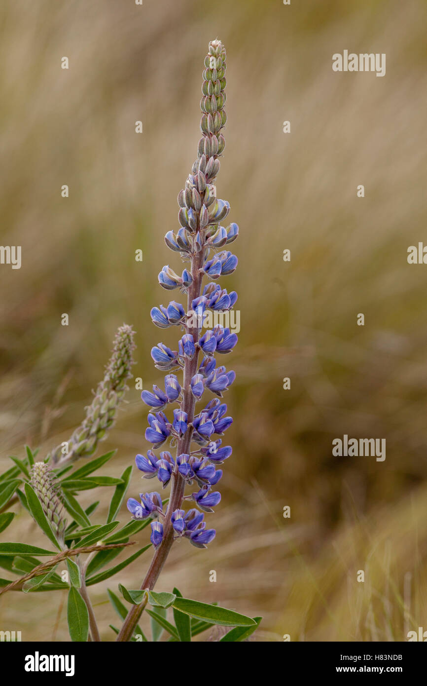 Velvet Lupine (Lupinus leucophyllus) flower near Condon, Oregon Stock
