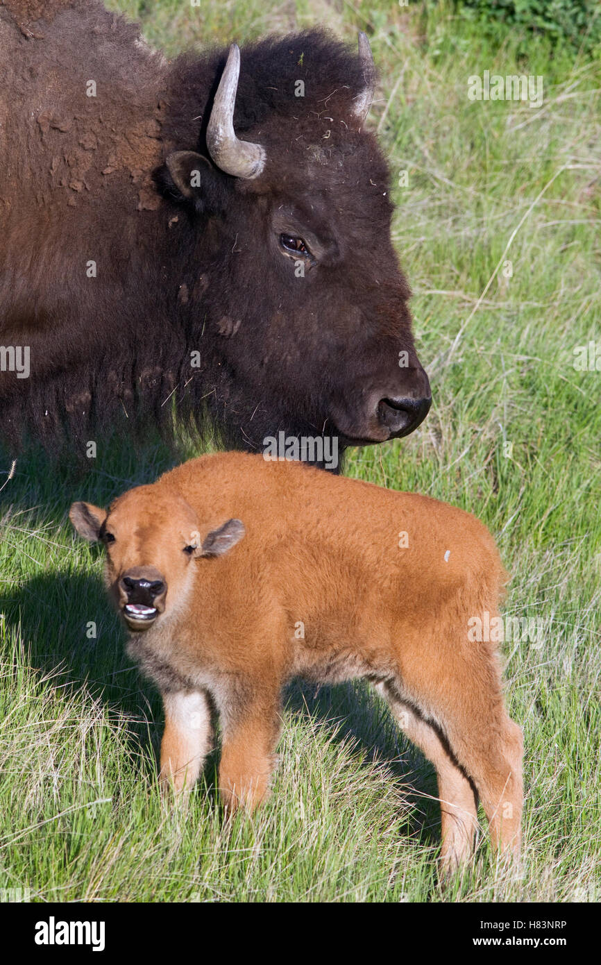 American Bison (Bison bison) mother and calling calf, western Montana ...