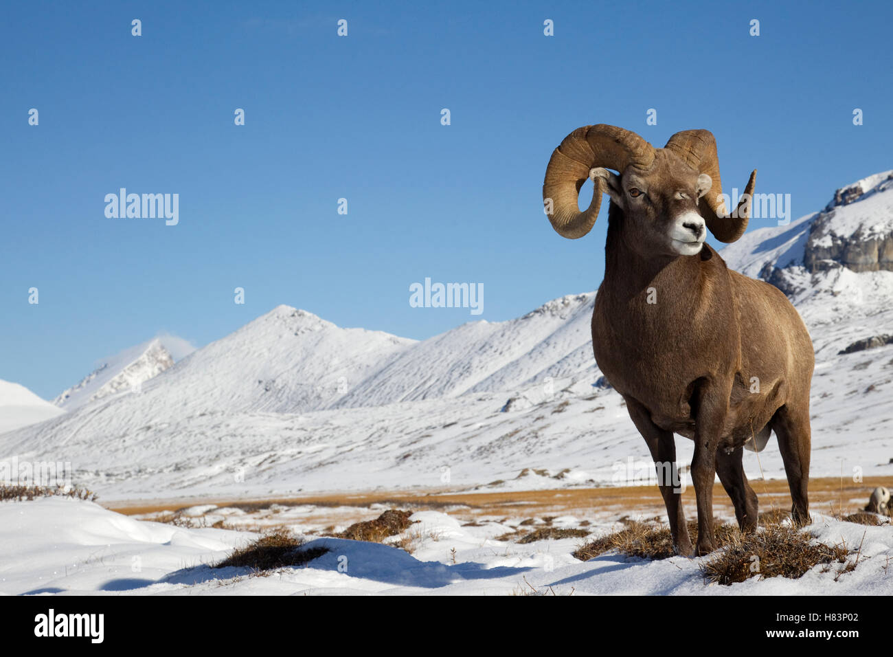 Bighorn Sheep (Ovis canadensis) ram in alpine zone, northern Rocky ...