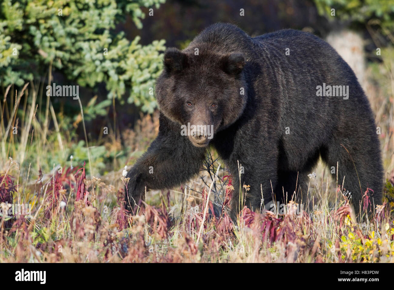 Grizzly Bear (Ursus arctos horribilis), Yukon, Canada Stock Photo Alamy