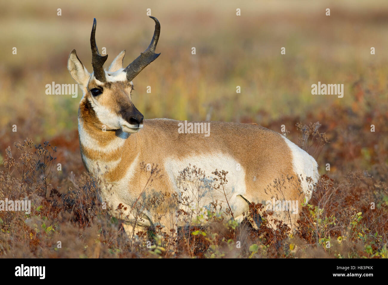 Pronghorn Antelope (Antilocapra americana) male, western Montana Stock