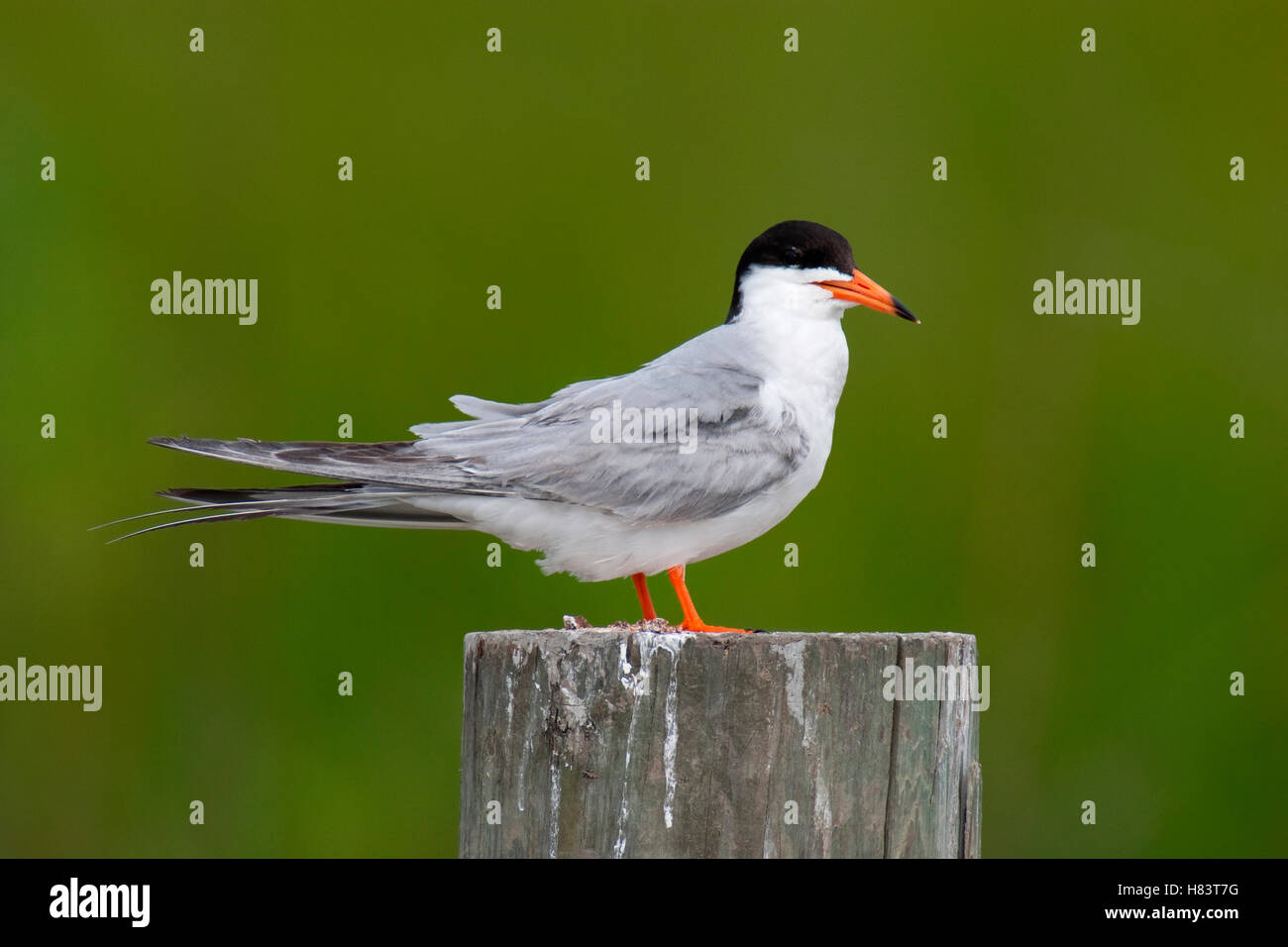 Forster's Tern (Sterna forsteri), Texas Stock Photo Alamy