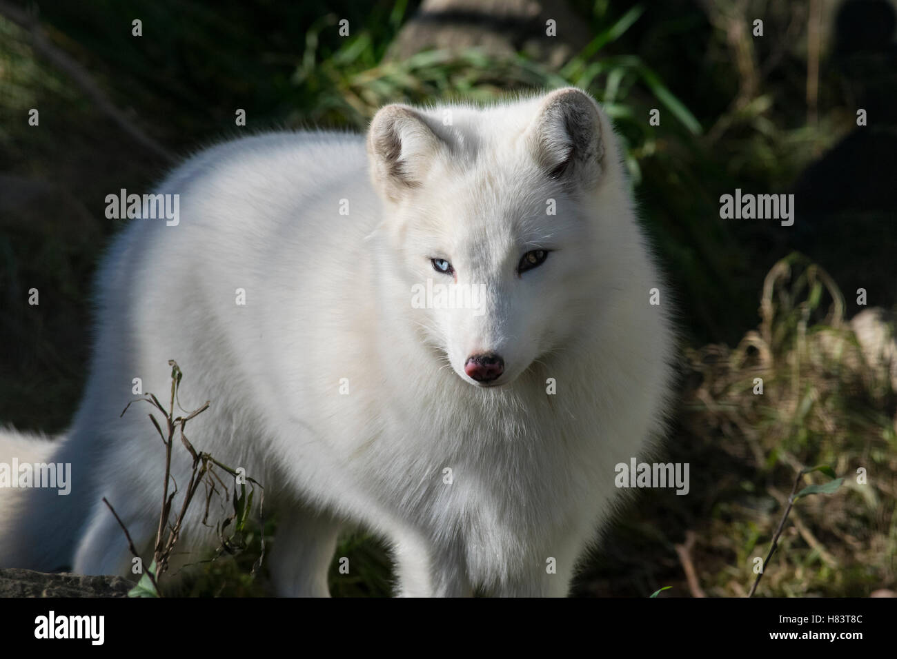An Arctic Fox Stock Photo - Alamy