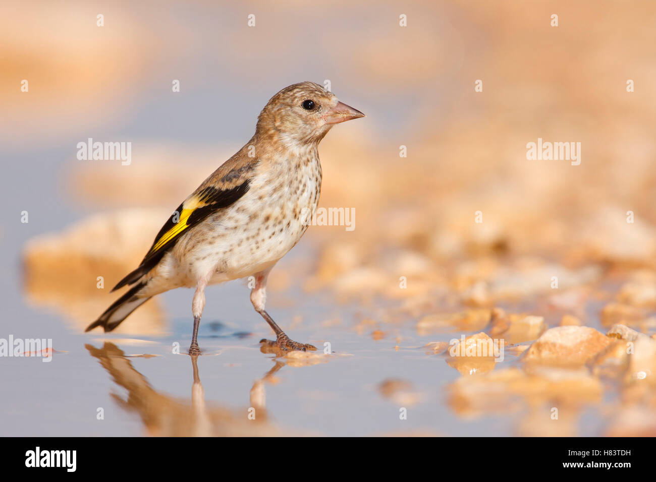European Goldfinch (Carduelis carduelis), Croatia Stock Photo - Alamy
