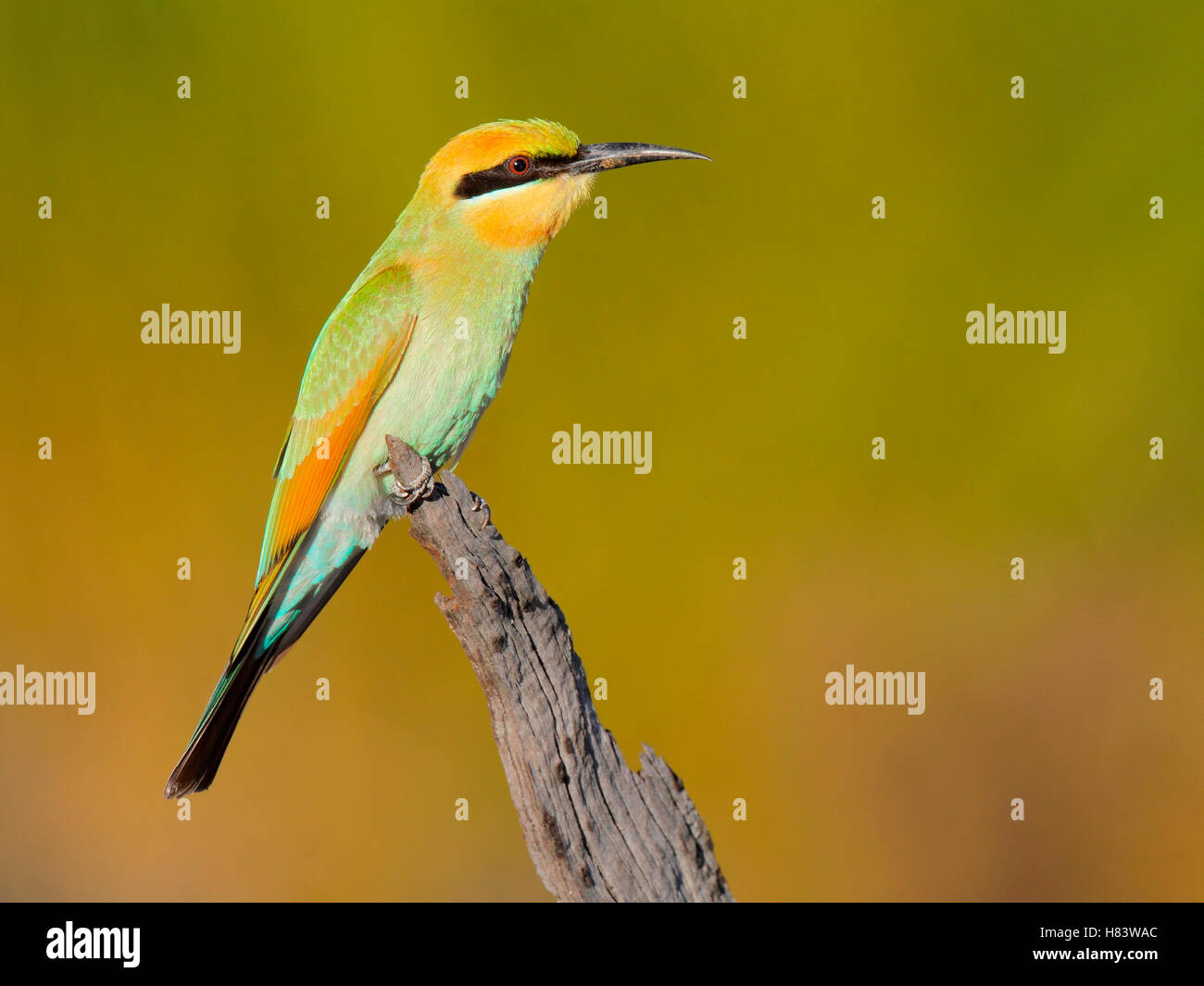 Rainbow Bee Eater