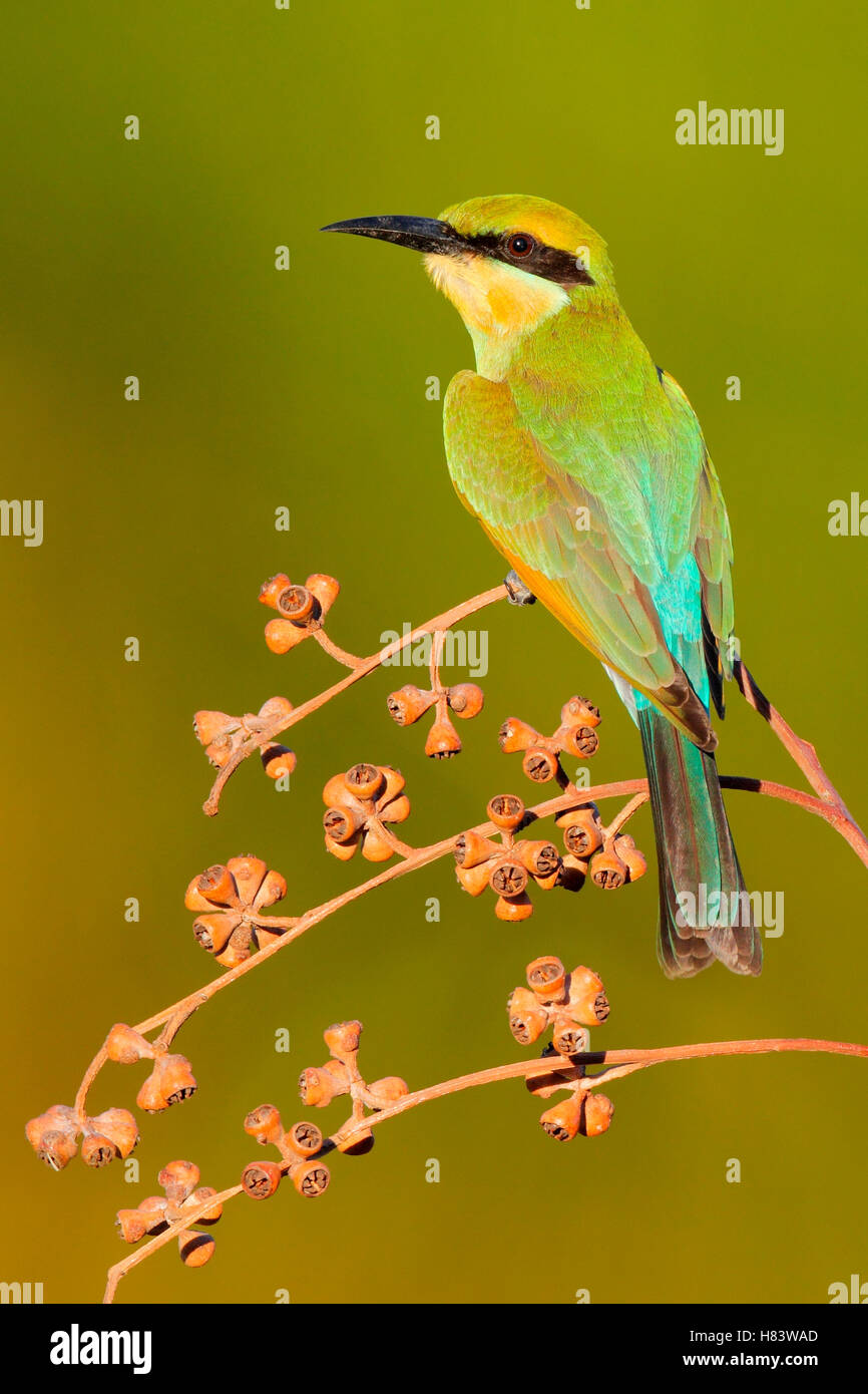 Rainbow Bee Eater main image 0