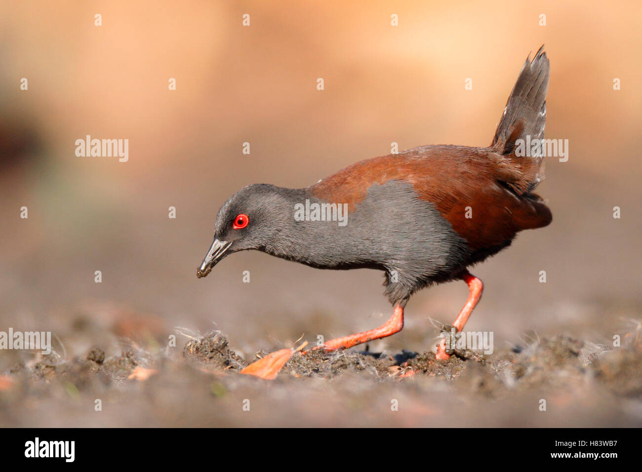 Spotless Crake (Porzana tabuensis), Australia Stock Photo - Alamy