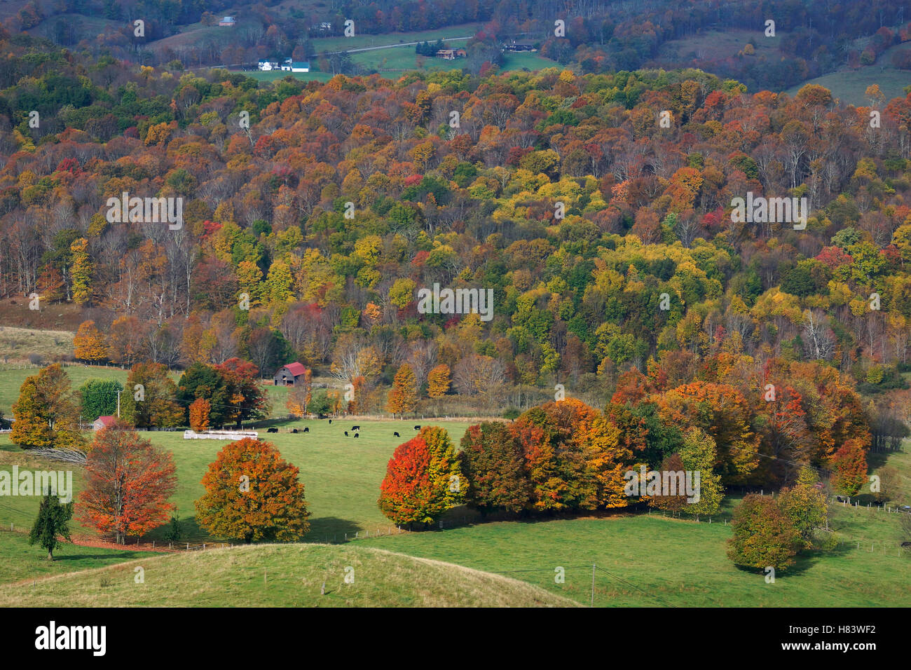 Deciduous forest in autumn, Blue Ridge Parkway, Virginia Stock Photo ...