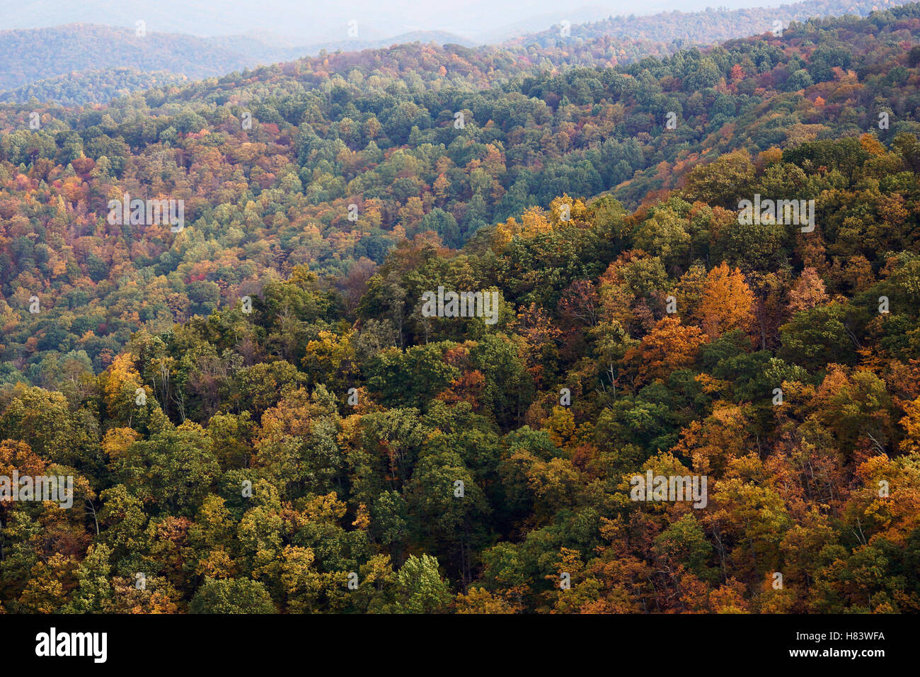 Deciduous forest in autumn, Blue Ridge Parkway, Virginia Stock Photo ...